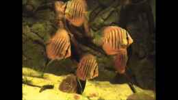 Video 450l. Amazonas Ufer von ehemaliger User (Uzk9bZ8Kpf4)