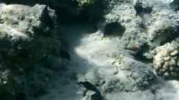 Video Picasso von Falk (V1uWamOtPP8)