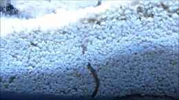 Video Wurm in Action von Summse (V47xheIHs8s)