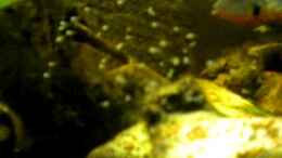 Video Thorichthys Meeki Brutpflege 4 von Benjamin Hamann (V4WgzEhTjDI)