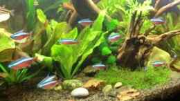 Video Leben an der Wurzel von Wilhelm Posawatz (V7F8mWRmiEc)