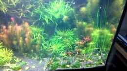 Video Rundflug um mein Pflanzenbecken von @mazonas (V8u4aPwFdmg)