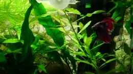 Video klein Paul in seinen Reich von odin 68 (V8x02ujfNCY)