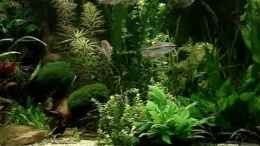 Video 375 l Tank 2006 mit Kongosalmern von ehemaliger User (VB6w14fNCvk)