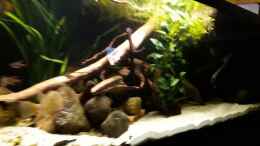 Video ??bersicht nach Umgestaltung von Fichte (VEIDSyySl44)