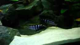 Video Kleiner Kampf von ehemaliger User (VHz-kByx_1o)