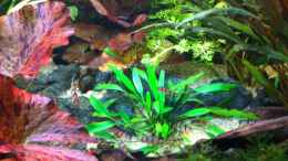 Video formidable Fischformation von Sebastian Philipp (VNCYINAQUg8)