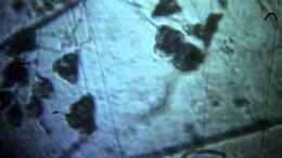 Video Von der Kieselalge bis zum Kleinwels: Lebewesen im Aquarium [aquaristik forum] von vixen (VNzhA-cwyNU)