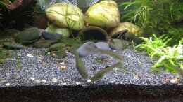 Video Fütterungszeit von Stephy (VSbfFgKA7Qk)