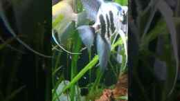 Video Skalare bei der Aufzucht von Helene (VWdA7eHsRJk)