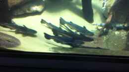 Video Ageneiosus marmoratus von ehemaliger User (V_Y9tVrs_Fg)