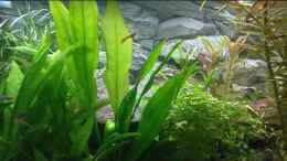 Video Mein Aquarium vom 21.4.19 von Woidma (VkB3RAIdDuk)