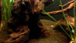 Video Erpetoichthys Calabaricus von Clemens R (VlH8SwQK-Gw)