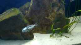 Video Cyps und Ventralis von Simon Delgardo (VoaIoiFiHQo)