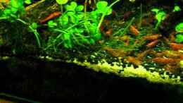 Video Garnelentanz von Flossenbeschauer (VpYGpm6aU_Q)