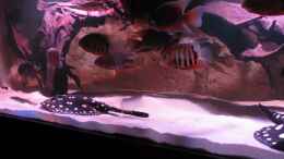 Video Hoplarchus psittacus......noch mehr Vögel! von Leo-FAN (Vt8gGaWwluY)