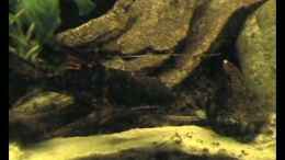 Video Labeo cyclorhynchus von Misanthrop (VyGJwrRpOeo)