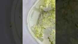 Video 21.07.2021 Medakalarven von herkla (VzZWg-gcbLc)