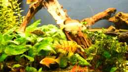 Video Ostafrika-Gesellschaft von Ulf Penderock (W0CaMvkYirs)