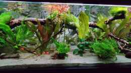 Video Video vom Becken am 5.6.20 von Woidma (WB6U_L5_GLE)