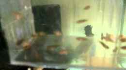 Video Ot.Litobates beim Fressen von ehemaliger User (WBwWPJthgj4)