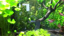 Video Mimagoniates barberi von Michael Z. (WCs8ffmwPLA)