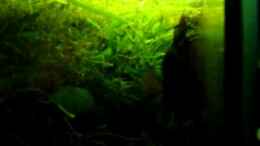 Video Kampffisch von Die Juli (WIsDfgDmtqI)