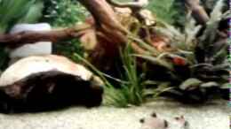 Video 140l Becken - Anfang Juni 2011 von *Thorsten* (WNs0_inPqRw)