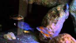 Video Placidochromis phenochilus Mdoka von marxbre (WYD4LosdFww)