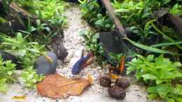 Video Coco und seíne Putztruppe von okefenokee (W_Ho10o6J0Y)