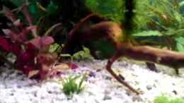 Video 60 Liter Gesellschaftsbecken von Stefan F. (WhjZVLpbb-M)