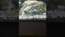 Video Pyrsonotus von Daniel Hausener (WoYYiQHJkhU)