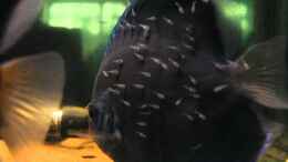 Video Blue diamand von Discus (WtqILRBbplw)