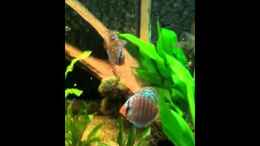 Video Diskus Becken vom 10.7.2011 von David Steinbeck (WvBknHopl00)