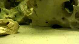 Video Hapl. Ch 44 Nachwuchs von 47 Malawi (WvryDfaS6UM)