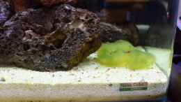 Video Jede Menge Jungtiere in allen Größen von Acki50 (WwSLS22K348)