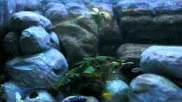 Video Thommys Malawiwelt von Malawi TOM (X4iErP-CYs0)