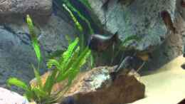 Video Tropheus Red Rainbow von Keule73 (X87DvGoocOM)