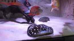 Video Video von Einrichtungsbeispiele.de von Leo-FAN (XACLcAVeoHc)