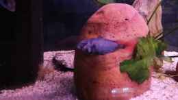 Video Lihochromis Rubripinnis "Luanso" von tonisafricancichlids (XAi_rJIjzv0)