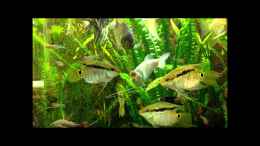 Video Uwe`s Aquarium 21.10.2012 von ehemaliger User (XBy-ZX-YVco)