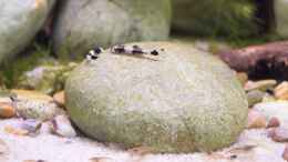 Video Pandaschmerlen von Junglist (XH_Q2h5igp4)