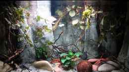 Video Aquarium West Africa Riverside Biotop Neueinrichtung von ehemaliger User (XJDfaAimmiI)