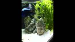 Video Räuberbecken von Jennifer Clee (XWClcdT4k2g)