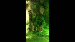 Video bolv. sbb mit Nachwuchs von Dirri S (XehL5i5t7gw)