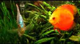 Video Diskus von ehemaliger User (Xiyy5bYx4A4)