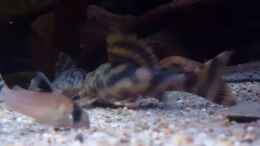 Video L135 von Südamerika Aquanaut (XmdZXDAaWP0)