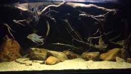 Video Fütterung meiner Altums von Thomas S-H (XoZsWiHrOzY)