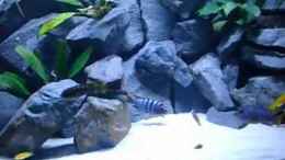 Video Malawi Wildfang mit viel Nachwuchs von ehemaliger User (XsRoGIHcuAg)