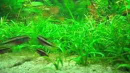 Video Seitenansicht von Rheinländer (Xv7NfJuDgZc)